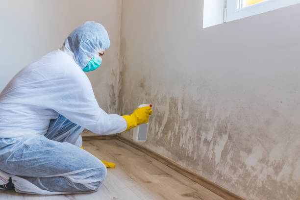 Licensed Commercial Mold Remediation service in Bloomington, MD - Car Mold Remediation